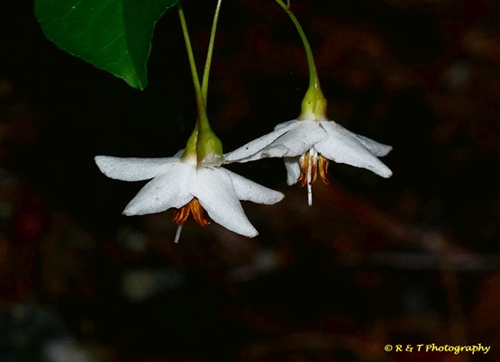 {Styrax japonicus}